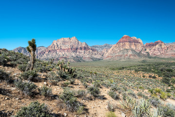 Joshua Tree and Mountains in Red Rock Canyon