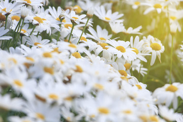 White and orange daisies in the garden (Bellis perennis   vintage style) © bungbank