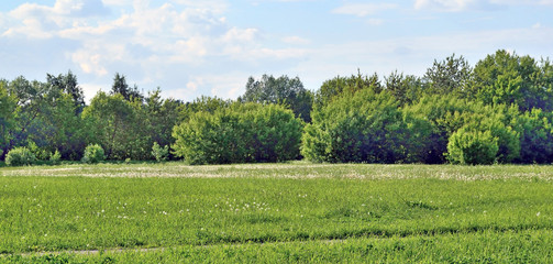 Obraz premium Forest glade on the edge of the forest