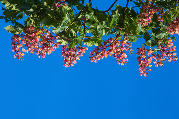 Red chestnut against the blue sky, located on the top
