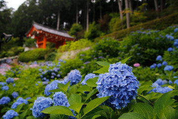 hydrangea in temple