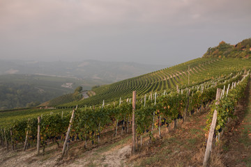 Fototapeta na wymiar Langhe, vineyard landscape in Piemonte