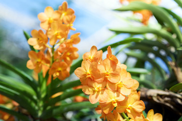 Beautiful Orchids