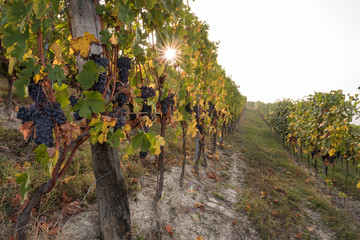 Langhe, vineyard landscape in Piemonte