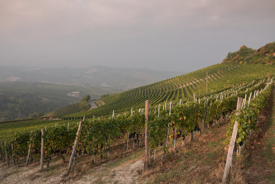 Langhe, Vineyard Landscape In Piemonte