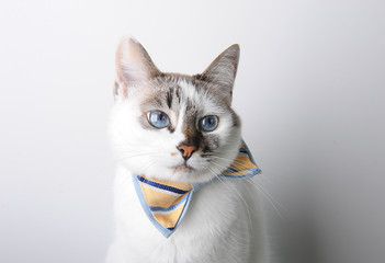White blue-eyed cat in a bow tie on a white background, portrait