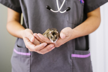 Veterinarian doctor is making a check up of a little hamster.
