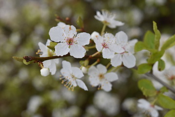 Obraz premium Blossom II