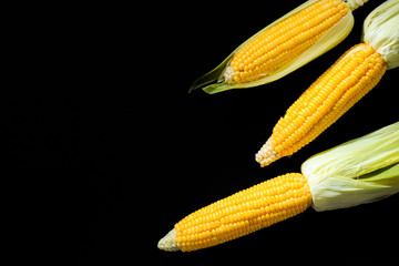 Fresh yellow corn isolated on black background. Dark tone