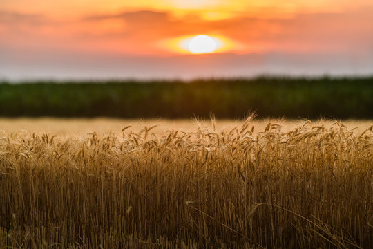 Wheat field in sunset night