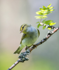 Wood warbler