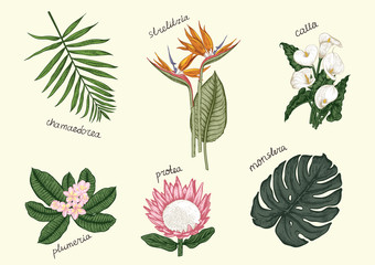 Tropical flowers and plants. Vector illustration.