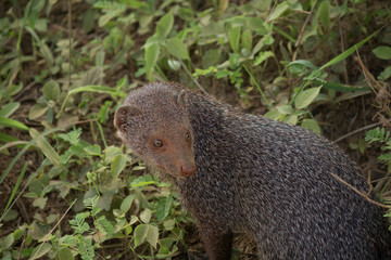 yala national park