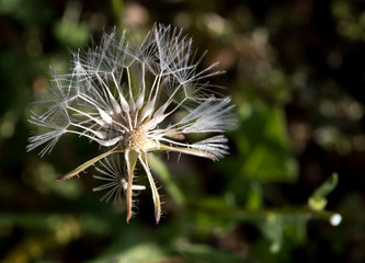 Prickly goldenfleece wild flower