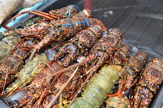 Fresh lobsters sold at night market in Kota Kinabalu