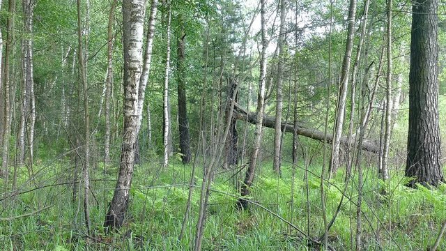 A fallen tree in a summer forest