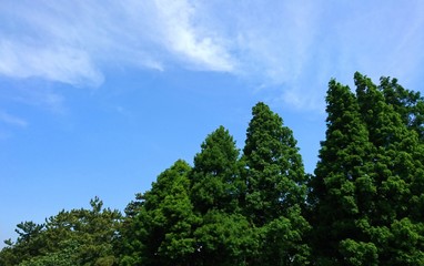 木々と青空