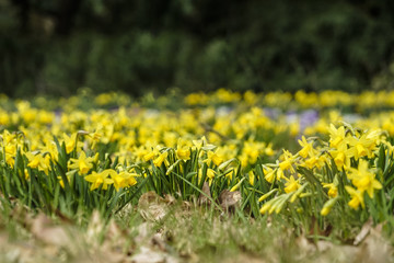 meadow with yellow flowers