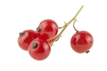 Red currant isolated on white background