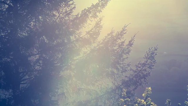 Sunlight Through Douglas Fir Branches Waving on the Breeze