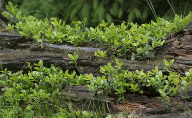 Green thickets in the forest