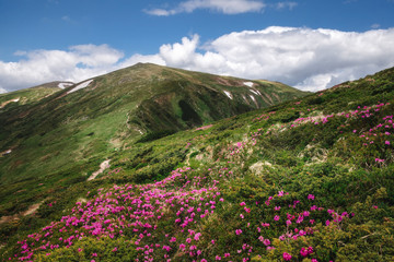 Fototapeta na wymiar Blooming carpet of pink rhododendron flowers in green mountains
