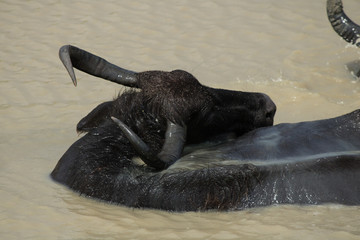bufalo de agua
