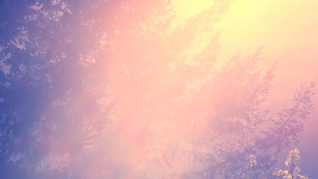 Sunset Light Through Douglas Fir Tree Branches 