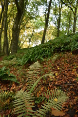 Obraz premium Forest in Autumn
