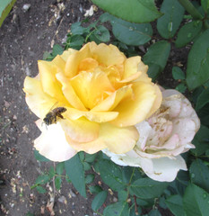 Bee and yellow rose 
