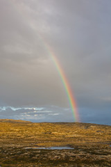 Bright colorful rainbow above the small lake on the Hardangervidda Plateau on brown tundra background, national park Norway