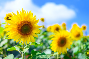 Close-up of sun flower against a blue sky of summer