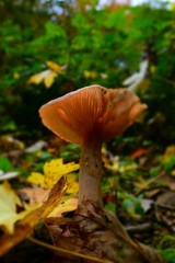 Autumn mushroom