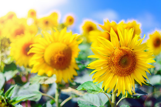 Close-up of sun flower against a blue sky of summer