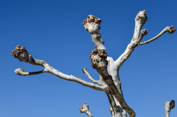 Closeup of tree with white peeling bark and bare knobs cut off branches