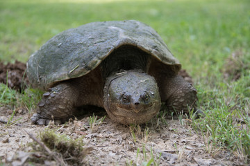 Fototapeta premium Common snapping turtle laying eggs