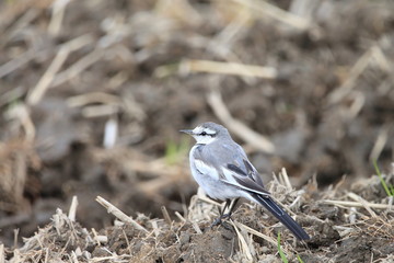 ハクセキレイ　スズメ目セキレイ科セキレイ属