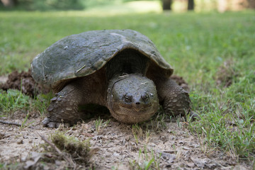Obraz premium Common snapping turtle laying eggs