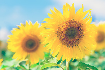 Close-up of sun flower against a blue sky of summer