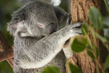 Koala schlafend
