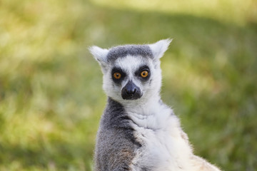 Lemur