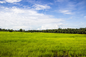 Farmer rice farmers grow rice, plow