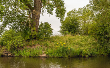 Obraz premium Wild vegetation in a nature reserve on the banks of a creek