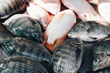 Tilapia fish, Fresh fish in Thailand market