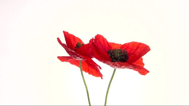 Red poppy blooming in time-lapse on a white background. Two red poppies blossom and move beautifully, fold in the heart. Full HD 1080p. Timelapse 
