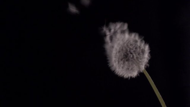 The wind blows away dandelion seeds on a black background. Slow motion 240 fps. Full HD 1080p. Slowmo 