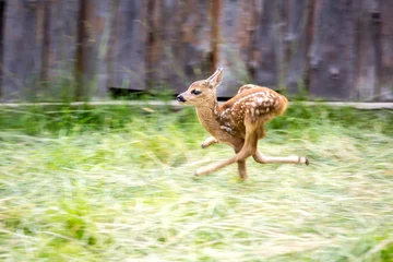Foto auf Acrylglas Ree rennender verängstigter Hirsch  © Pavlo Klymenko
