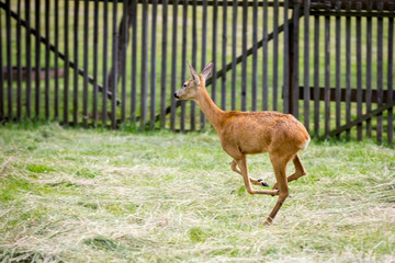 runnig deer on pasture