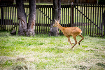 young runnig deer