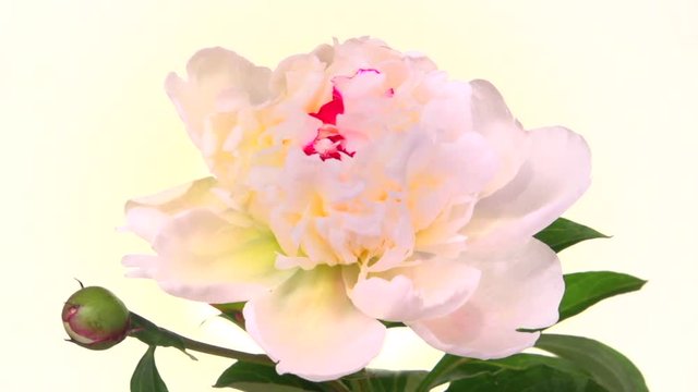 White peony blossoms on white background. Time lapse flower. High speed camera shot. Full HD 1080p. Timelapse. 